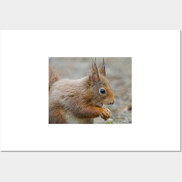 Red squirrel, Formby, England Wall Art by millroadgirl